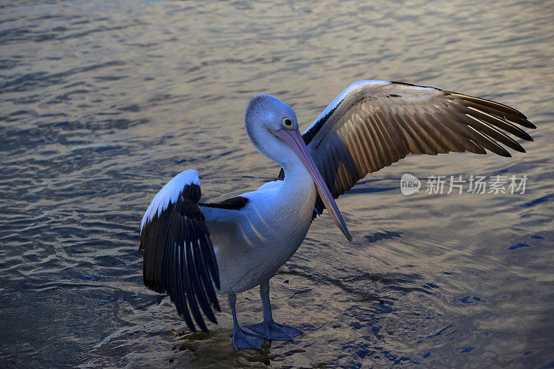 鹈鹕(Pelecanus conspicillatus)